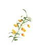 Sandersonia Yellow