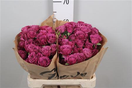 <h4>R Tr Rainy Day</h4>