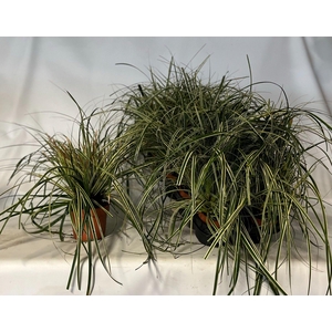 Carex 'Fisher's Form' p12