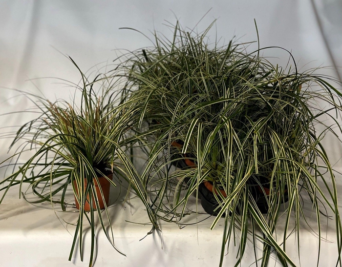 <h4>Carex 'Fisher's Form' p12</h4>