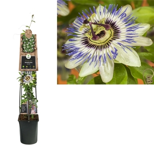 Passiflora caerulea +3.0 label