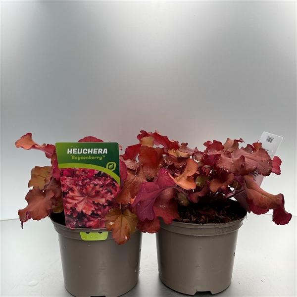<h4>Heuchera 'Boysenberry'®</h4>