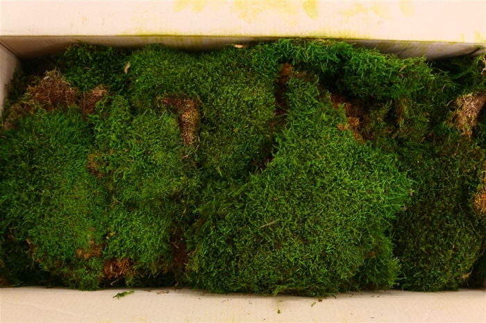 Pres Flatmoss Mossgreen 5kg Box