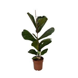 Ficus lyrata