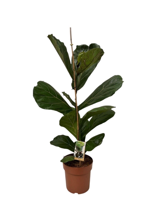 <h4>Ficus lyrata</h4>