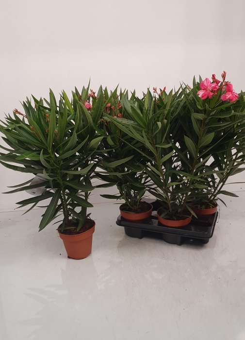 <h4>NERI OLEANDER</h4>