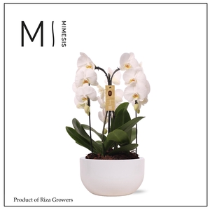 Mimesis Phal. Arrangement Crown White - 3 spike 26cm in Saskia White ceramic