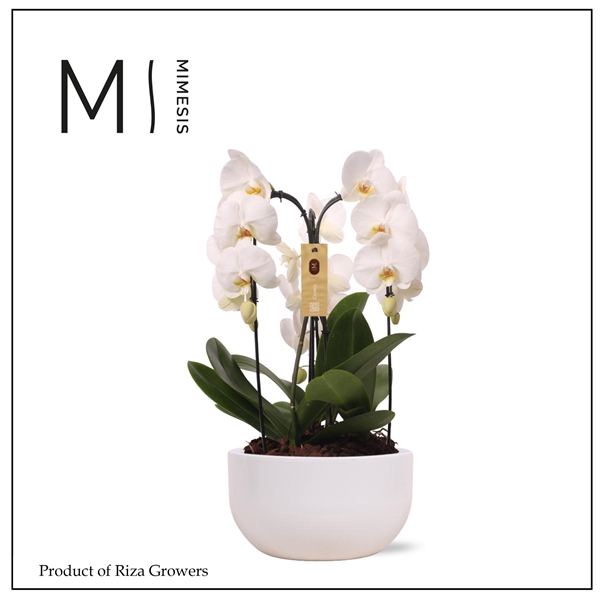 <h4>Mimesis Phal. Arrangement Crown White - 3 spike 26cm in Saskia White ceramic</h4>