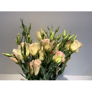 Lisianthus Champ (Farm Fresh) p/bunch)