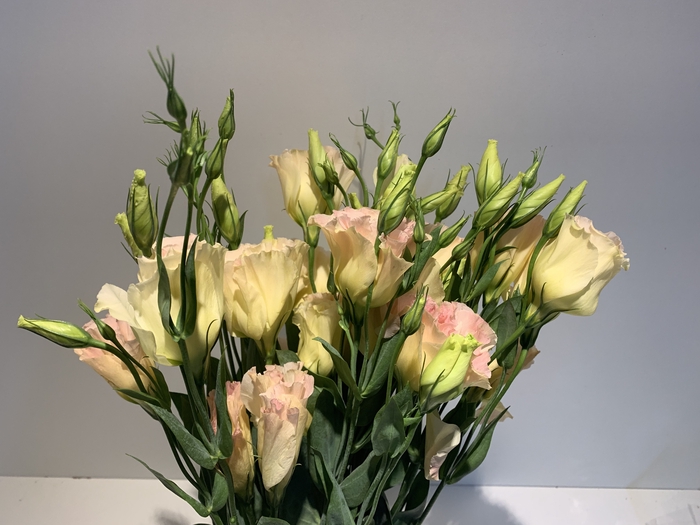 Lisianthus Champ (Farm Fresh) p/bunch)