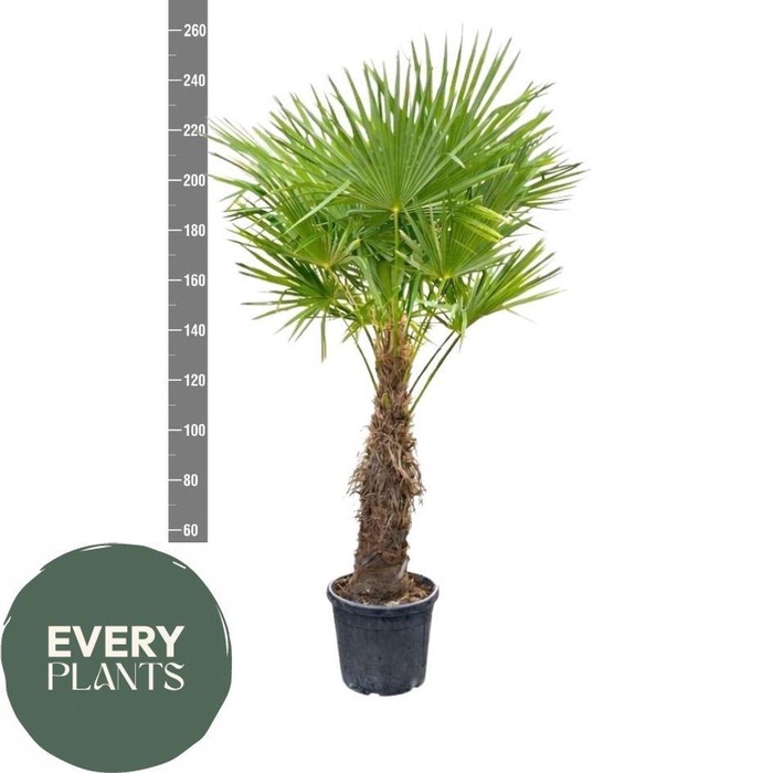 <h4>TRACHYC FORTUNEI</h4>