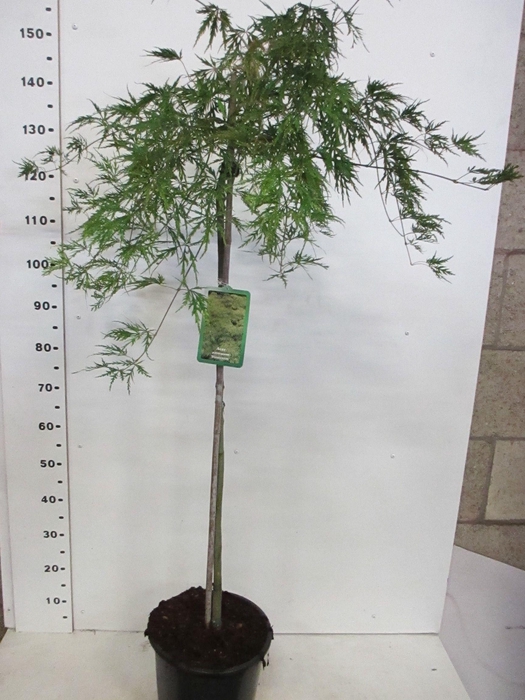 <h4>ACER PALM DISSECTUM</h4>