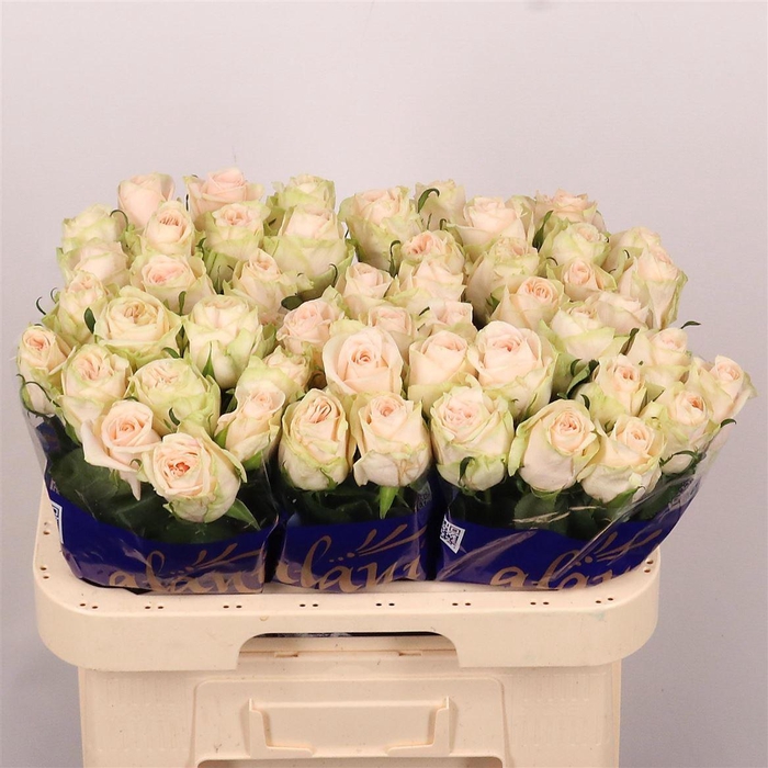 <h4>R Gr Wedding Rose</h4>