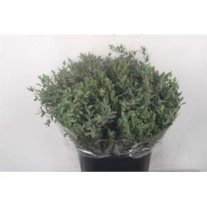 Euc Parvifolia Per Bunch 150 Gram Ex