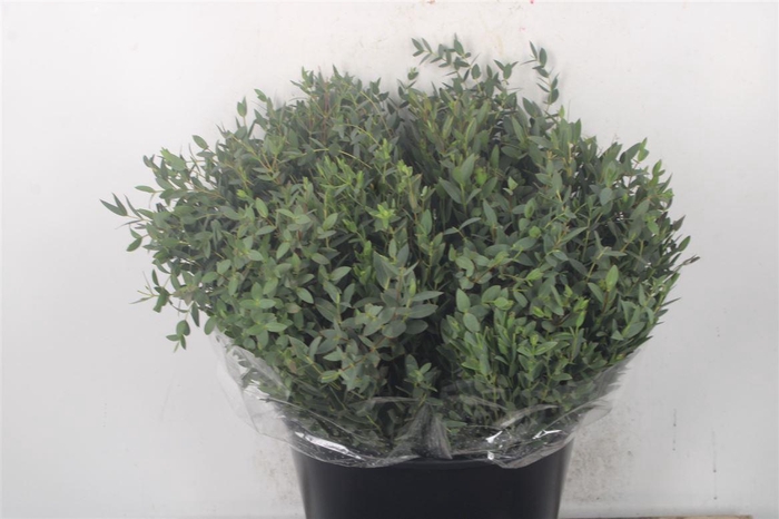 <h4>Euc Parvifolia Per Bunch 150 Gram Ex</h4>