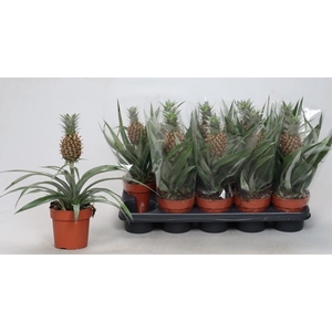 ANANAS ROSITA