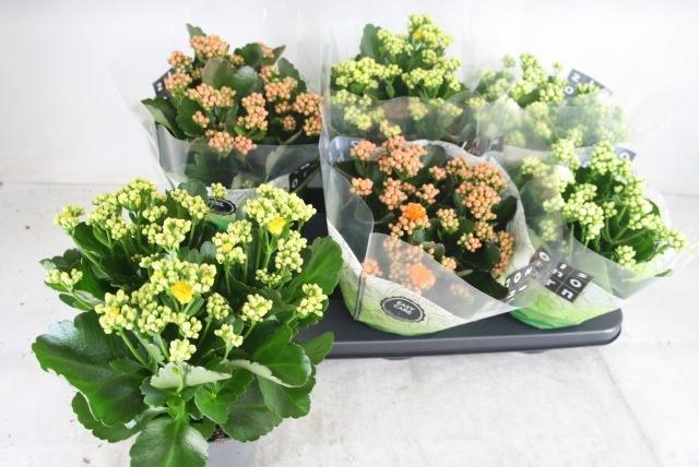 <h4>KAL GE GEM 3 KL</h4>