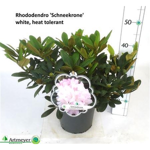Rhod Ya Schneekrone White Outdoor