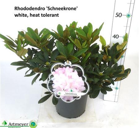 <h4>Rhod Ya Schneekrone White Outdoor</h4>