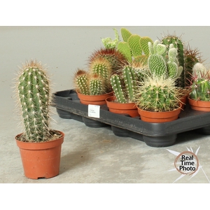 CACTUS OV