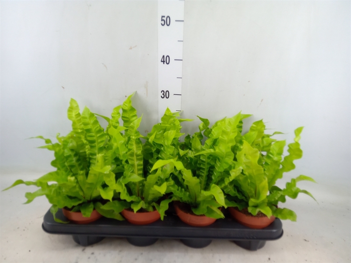 <h4>Asplenium nidus 'Crispy Wave'</h4>