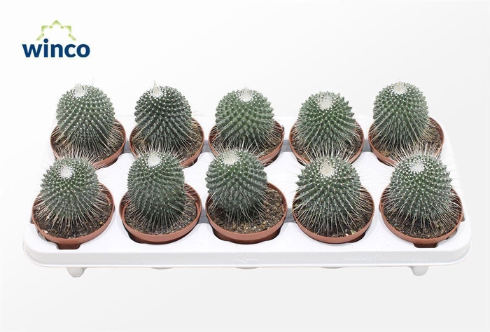 Mammillaria Spinosisima Un Pico