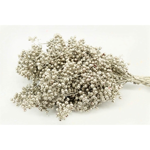 Schinus M Pt Platinum Bunch