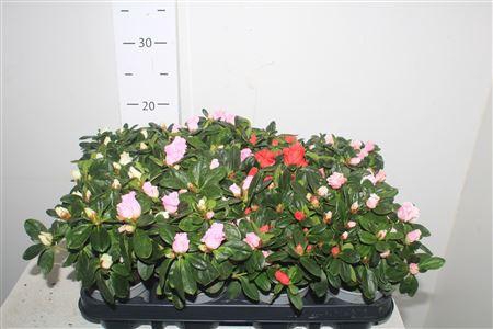 <h4>Rhodo Si Gem</h4>