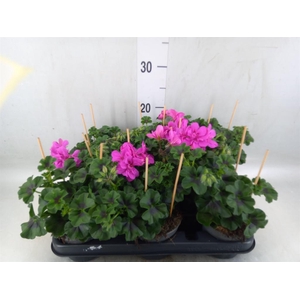 Pelargonium pelt.   ...