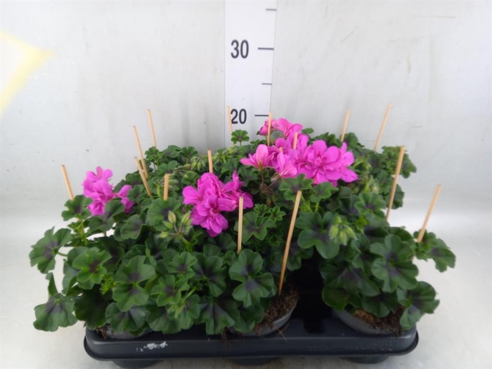 <h4>Pelargonium pelt.   ...</h4>