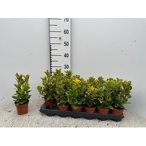 Euonymus Ja Aureomar