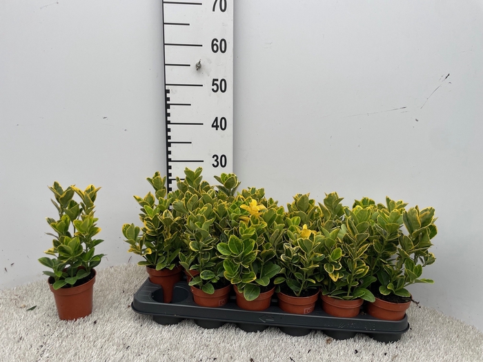 <h4>Euonymus Ja Aureomar</h4>