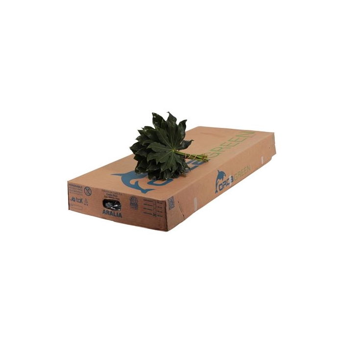 <h4>ARALIA 20 CM RIO VERDE</h4>