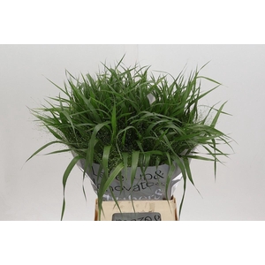 PANIC FOUNTAIN PANICUM FOUNTAIN