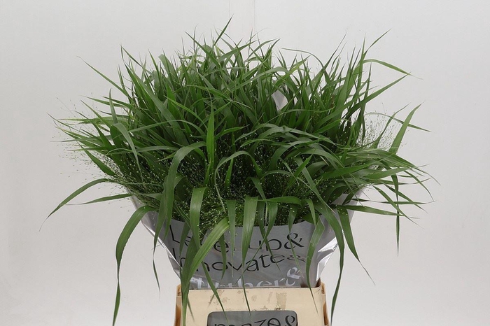 <h4>PANIC FOUNTAIN PANICUM FOUNTAIN</h4>