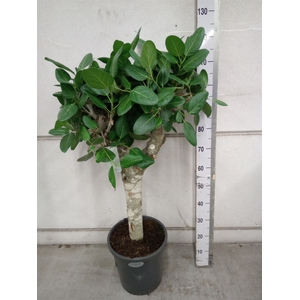 Ficus benghalensis 'Audrey'