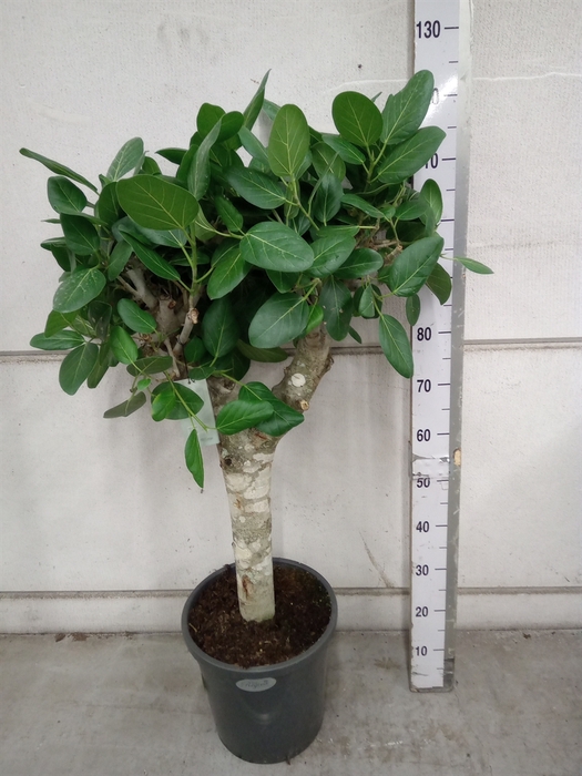 <h4>Ficus benghalensis 'Audrey'</h4>