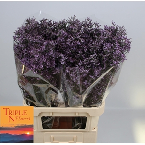 LIM SAF LILAC