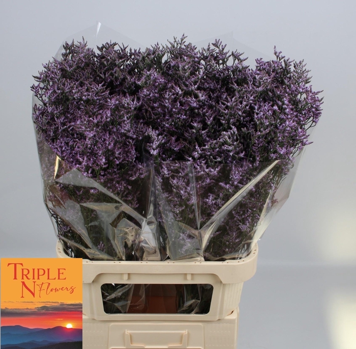 <h4>LIM SAF LILAC</h4>