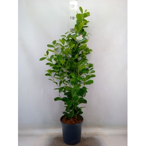 Ficus microcarpa 'Moclame'