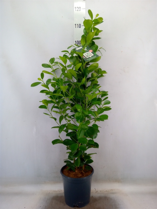 <h4>Ficus microcarpa 'Moclame'</h4>