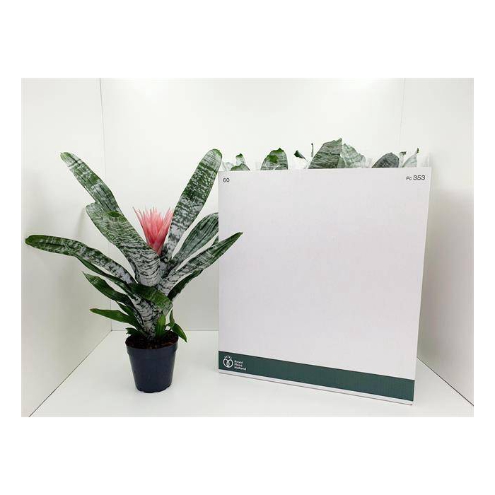 <h4>Aechmea Fasciata Primera 15Ø 60cm</h4>