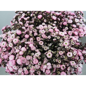 Ast G Pastel Pink