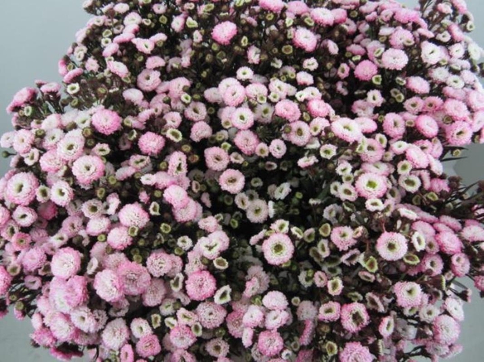 <h4>Ast G Pastel Pink</h4>