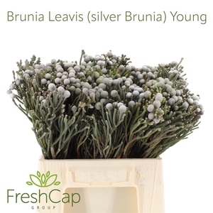 Brunia Leavis (silver Brunia) Young