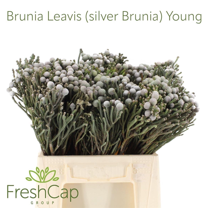 <h4>Brunia Leavis (silver Brunia) Young</h4>
