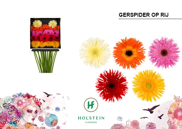 <h4>Germini Spider Mix Spider Diamond per kaart</h4>