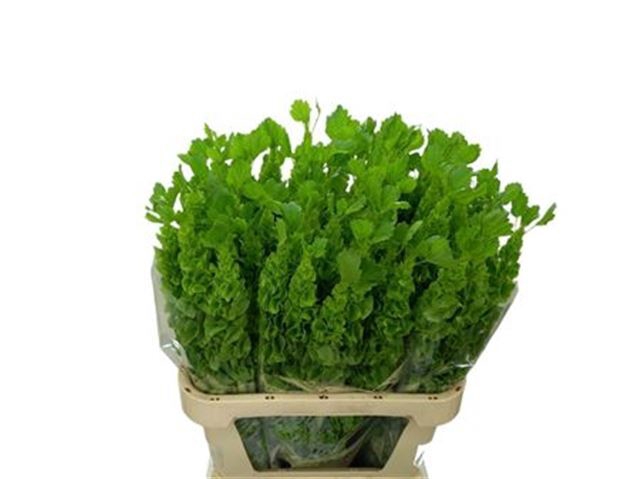 <h4>MOLUCCELLA STUK</h4>