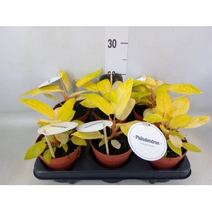Philodendron   ...