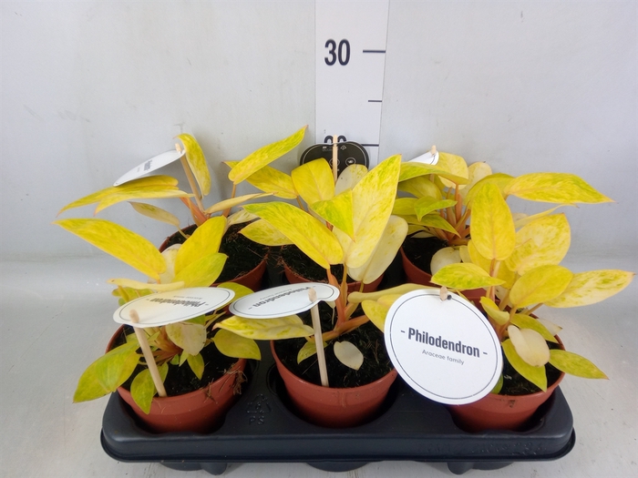 <h4>Philodendron   ...</h4>